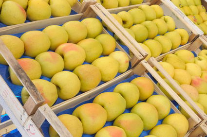 Golden delicious, apple typical of Trentino Alto Adige, Italy